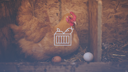 A hen in a barn with eggs under her.