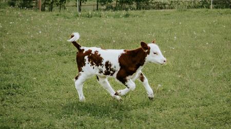 Cow calf running in green field