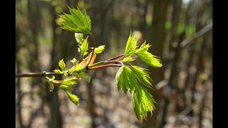 Picture of Young maple just leafing out