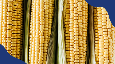 Sweet corn in a row.