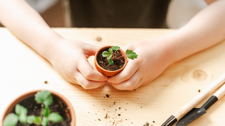 A child grasps a small potted plant with a small green plant growing.