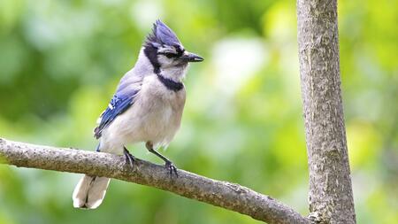 adult male blue jay on branch