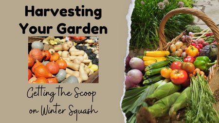 a photo of a variety of squash on a table with a beige background on the left side. On the right side is a photo of a basket of fresh vegetables from the garden