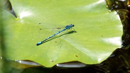 blue dragonfly resting on a lily pad