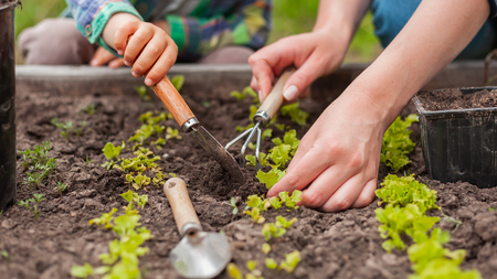 People digging in soil planting vegetable plants.