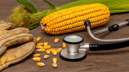 An ear of field corn, dirty worn work glove, and stethoscope sitting on a wooden table.