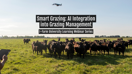 A person flying a drone over a herd of beef cattle to collect management data.