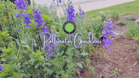 Pollinator Gardens, Garden pictured with purple flowers and mulch on the gound