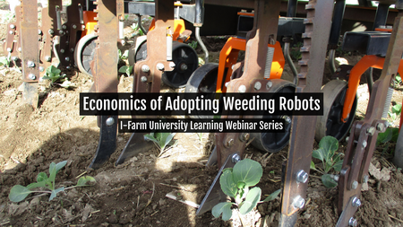Up close view of a weeding robot removing weeds from field crops rows.