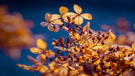 Hydrangea in winter