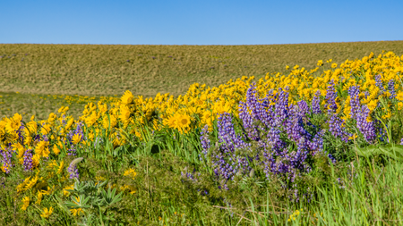 Flowers in field