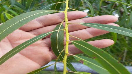 Tree leaves