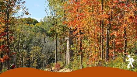 Trees with autumn leaves along a walking path.