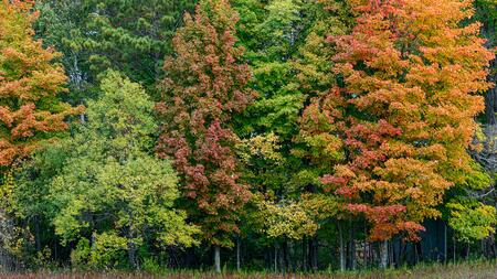 Photo of trees changing color