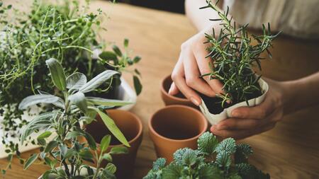 replanting indoor herbs