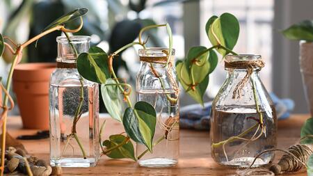 Pothos plant cuttings with roots in glass jars