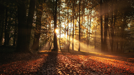 trees in the fall during a sunrise