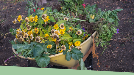 Garden plants piled together into a yellow wheelbarrow.