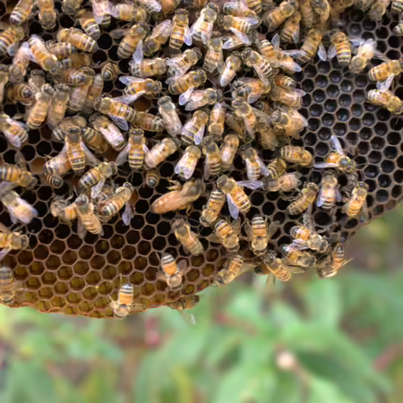 Honeybees are covering this honeycomb which was pulled from a managed hive for inspection.