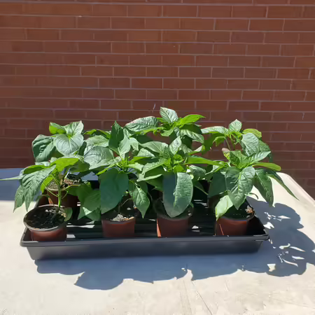A tray of orange pepper plants that was grown indoors sits outside in the sunlight for a few hours as part of the hardening off process.