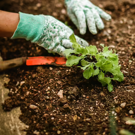 Hands working in garden