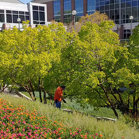 man spraying weeds in landscape bed