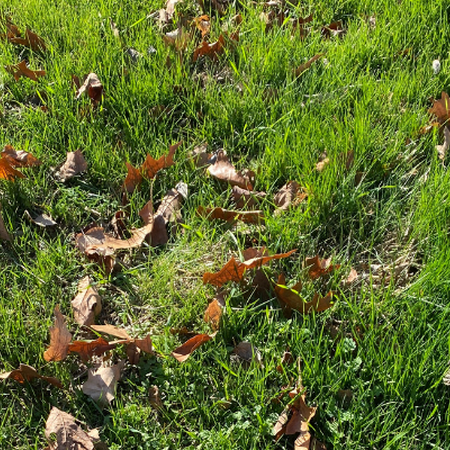 Green lawn grass with fallen leaves