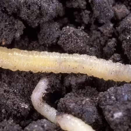 Western corn rootworm larvae in soil
