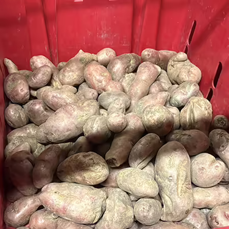 a red bin containing many French fingerling potatoes in cold storage