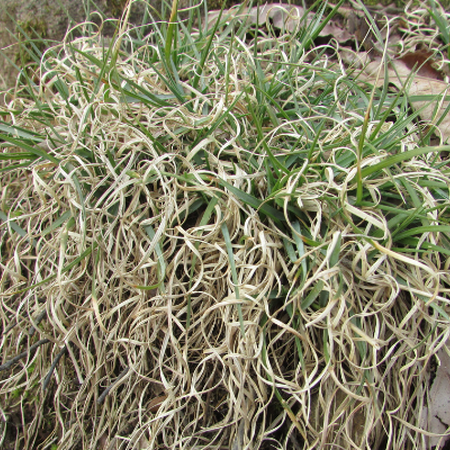 clump of grass with dried curled leaves