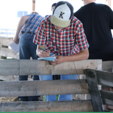 youth participating in a livestock judging contest
