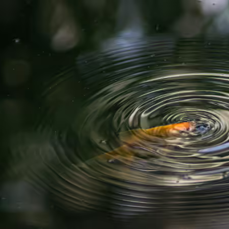 fish in pond making ripples
