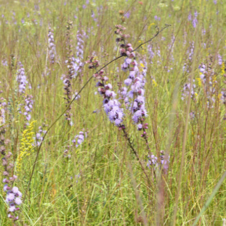 spikes of pink flowers surrounded by grass in a prairie