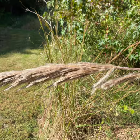 hand holding flowering part of a grass