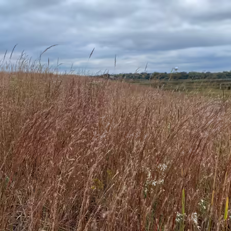 field of little bluestem