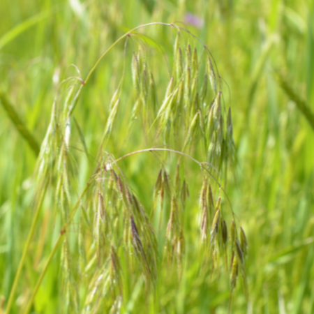 drooping inflorescence of cheatgrass with background of field of grasses