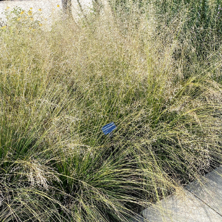 clumps of prairie dropseed in bloom next to a walkway