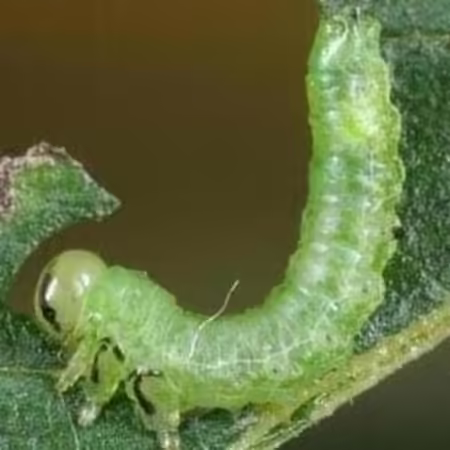 Elm zigzag sawfly larva