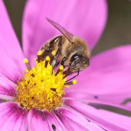 Honey Bee, Joseph Berger, Bugwood.org