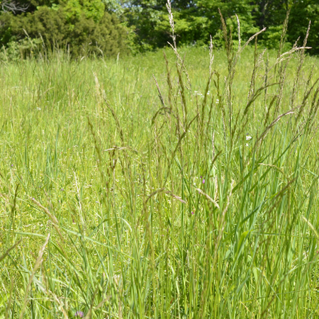 clump of Tall Fescue