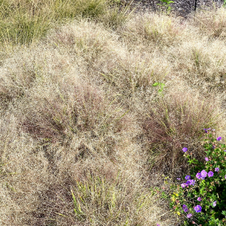 Short, clumping grasses planted in a garden