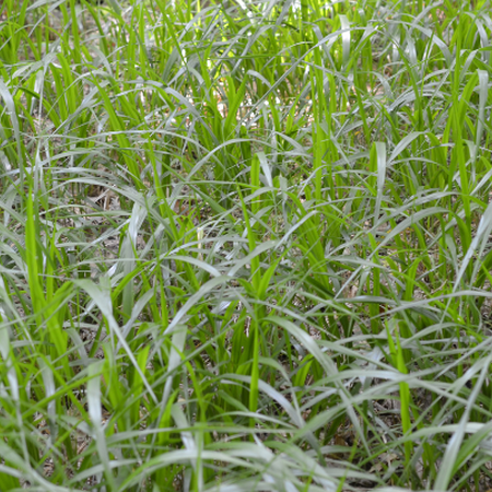 patch of grass with arching leaves