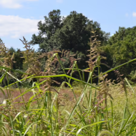 barnyard grass in bloom with trees in the background