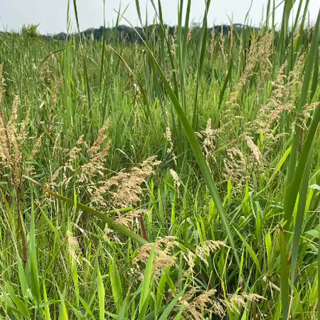 landscape view of a wetland with cattails and bluejoint grass