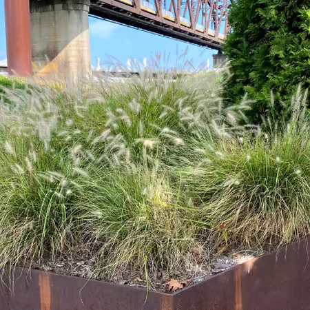 clumps of fountain grass in bloom in a landscape bed with a bridge in the background