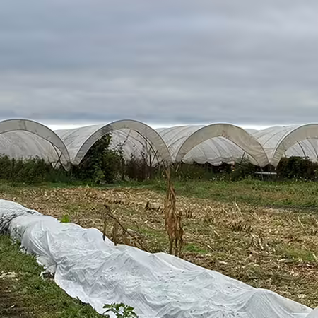 four high tunnels in a row covered with white plastic on a Washington State Vegetable farm