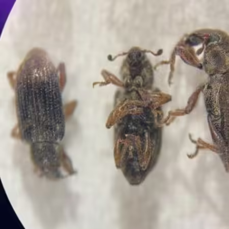 annual bluegrass weevils