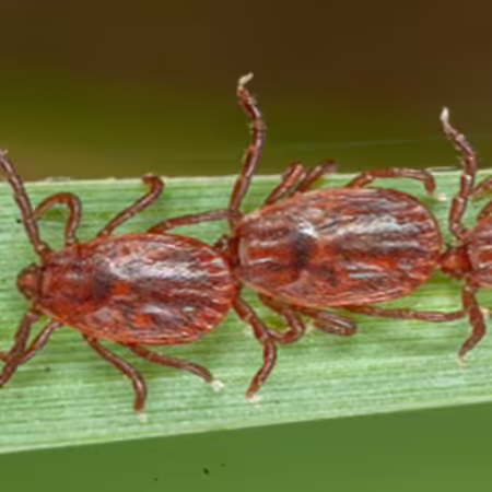 This image shows three Asian Longhorned Ticks walking in a line along a green blade of grass. These ticks have oval-shaped bodies and multiple legs extending from their sides. The texture and coloration of their bodies are clearly visible, showing a shiny, slightly ridged exoskeleton. The photo credit on the left side reads “© jim occi Rutgers CVB.