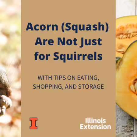 Acorn Squash Are Not for Just Squirrels: With Tips on Eating, Shopping, and Storage