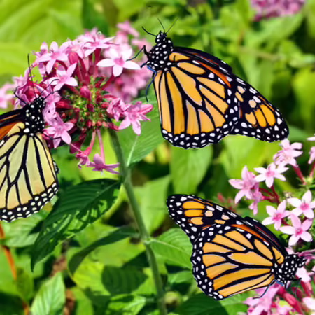 Monarch butterflies on milkweed